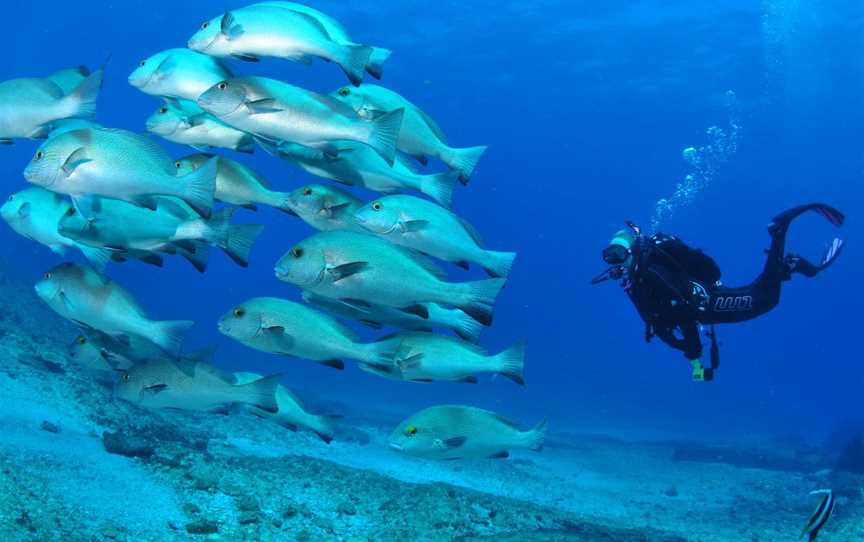 Flat Rock Dive Site, North Stradbroke Island, QLD