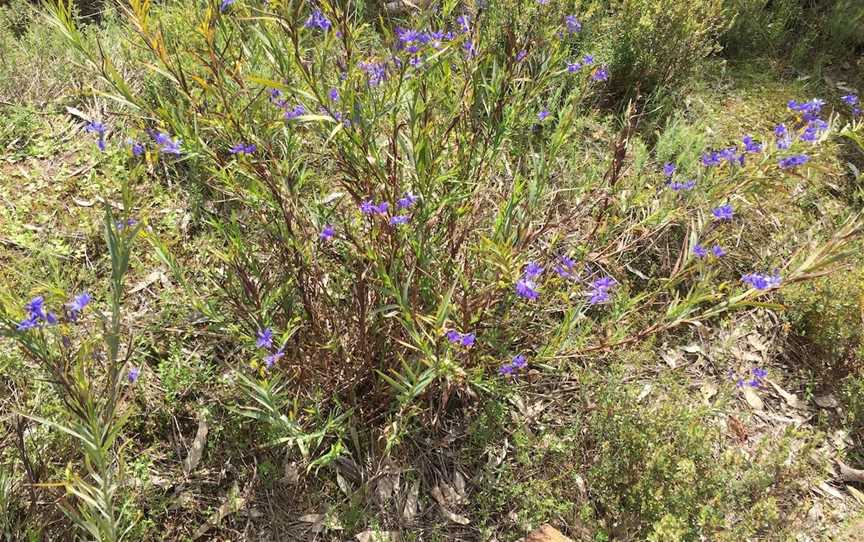 Alpine Views Walk, Wangandary, VIC