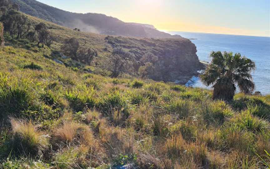 Palm Jungle Loop Track, Lilyvale, NSW