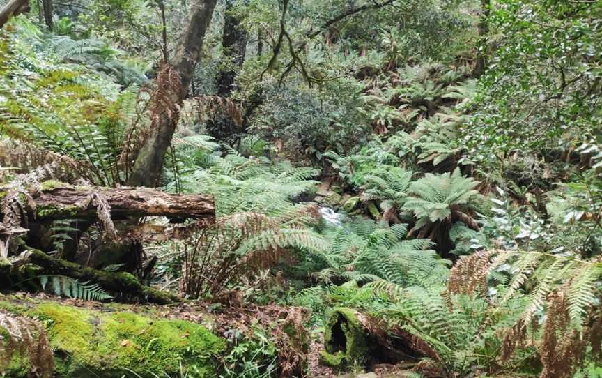 Gloucester Falls picnic area, Gloucester Tops, NSW