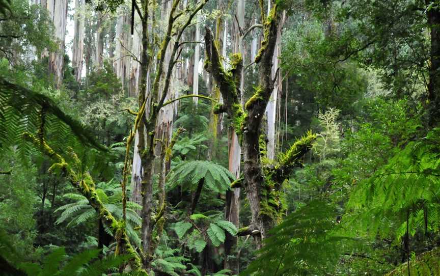 Tarra Bulga National Park, Balook, VIC