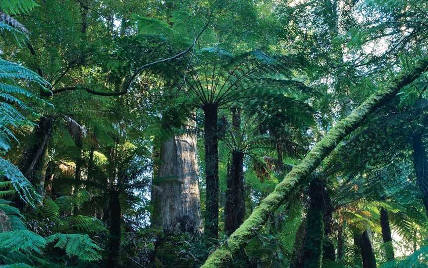 Tarra Bulga National Park, Balook, VIC