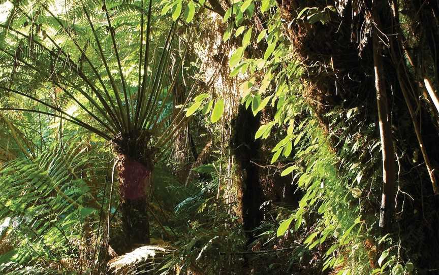 Tarra Bulga National Park, Balook, VIC