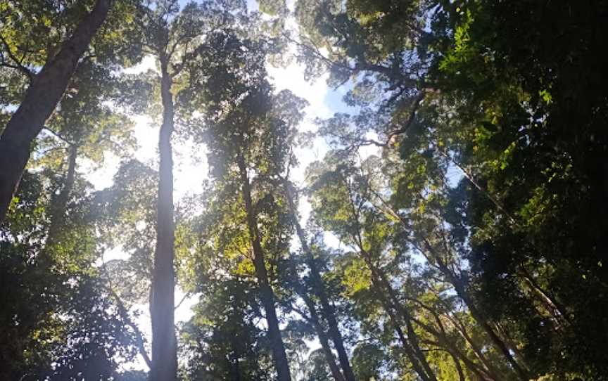 Valley of the Giants, Fraser Island, QLD