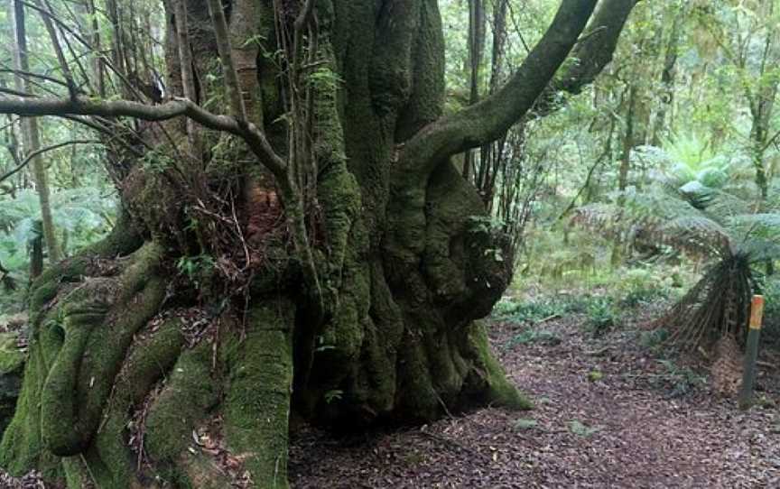 Gulaga National Park, Tilba Tilba, NSW