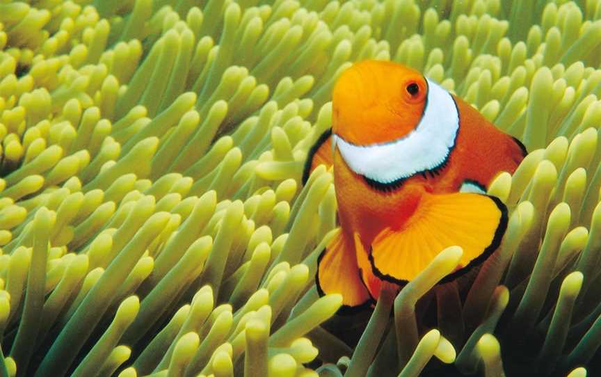 Hardy Reef, Hook Island, QLD