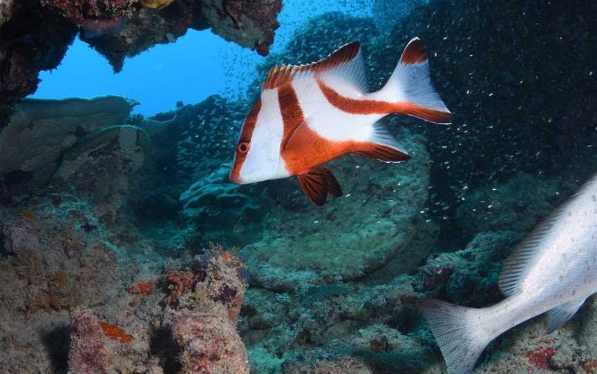 North Bommie, Heron Island, QLD