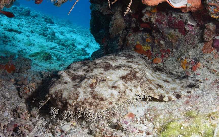 Wistari Wall, Heron Island, QLD