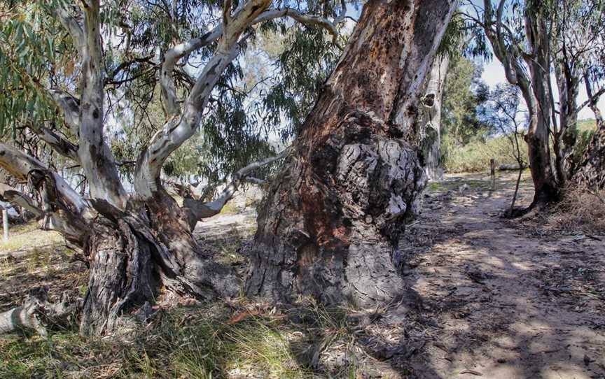 Yanga Lake Red Gum Bird Hide, Yanga, NSW