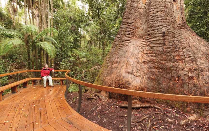 Burrawan State Forest, Herons Creek, NSW