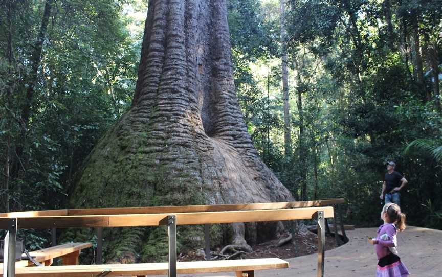 Burrawan State Forest, Herons Creek, NSW