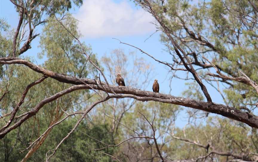 Oma Waterhole, Isisford, QLD