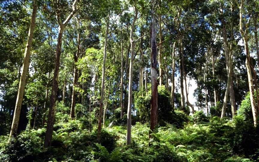 Box Cutting Rainforest Walk, Kianga, NSW