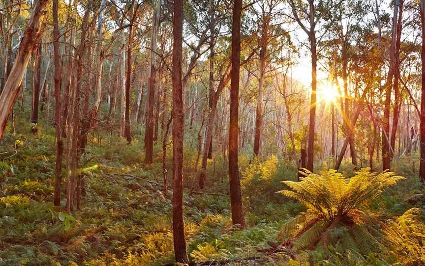 Lake Cobbler Walking Track, Wabonga, VIC