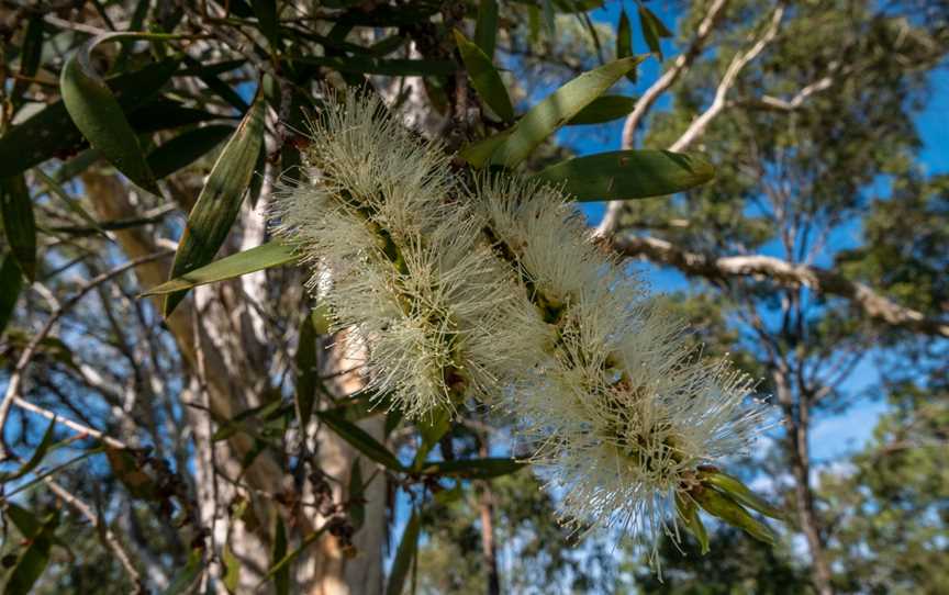 Limeburners Creek National Park, Limeburners Creek, NSW