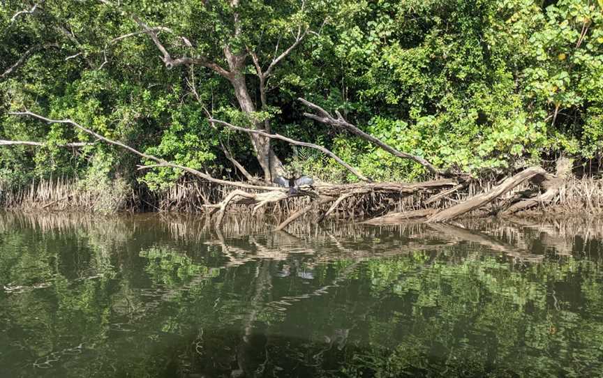 Daintree River, Lower Daintree, QLD