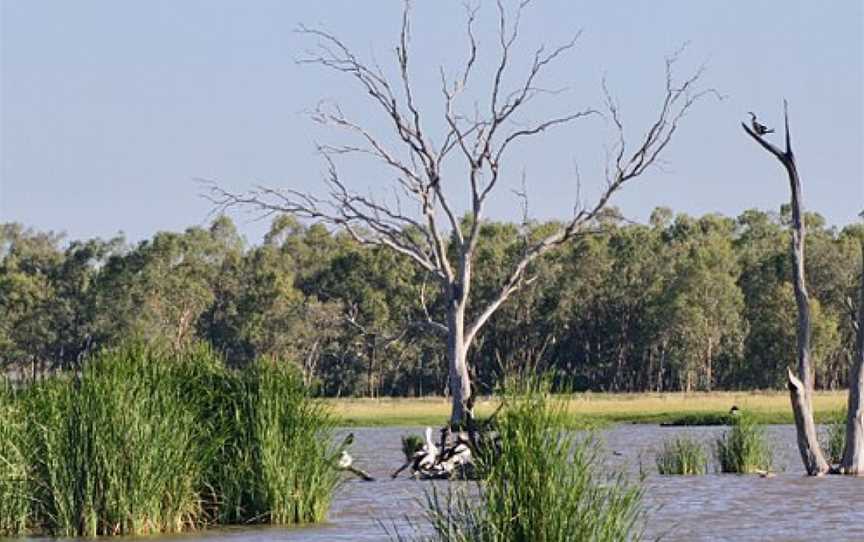 Macquarie Marshes Nature Reserve, Macquarie Marshes, NSW