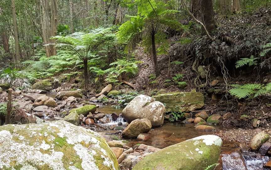 Macquarie Pass National Park, Macquarie Pass, NSW