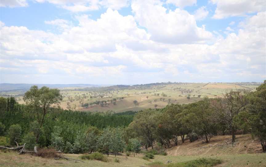 Macquarie Woods Recreation Area, Vittoria, NSW