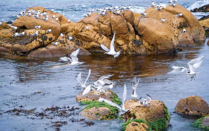 Point Hicks Marine National Park, Genoa, VIC