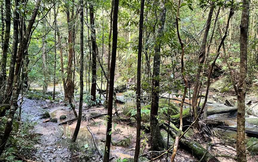 Strickland State Forest, Niagara Park, NSW