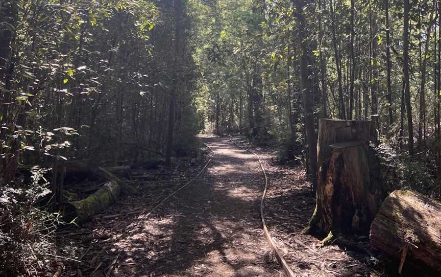 Lyrebird Circuit Walk, Kinglake West, VIC