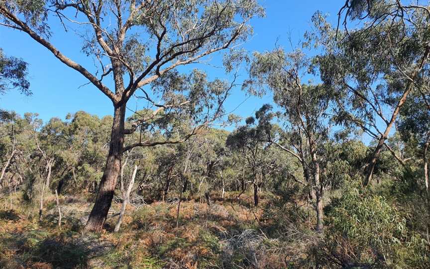 The Pines Flora and Fauna Reserve, Frankston North, VIC