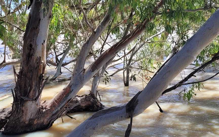 Morton Boulka picnic area, Menindee, NSW