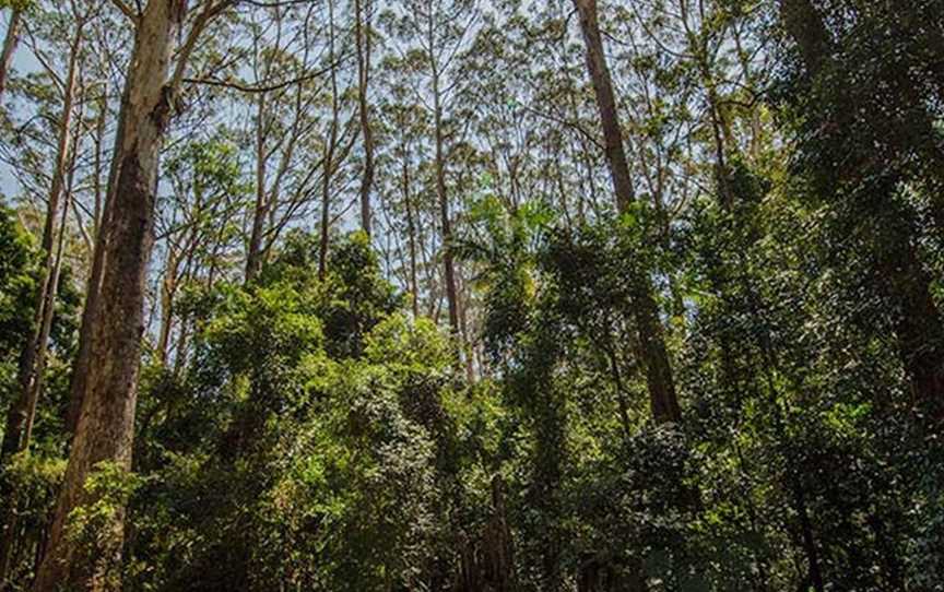 Bird Tree picnic area, Middle Brother, NSW