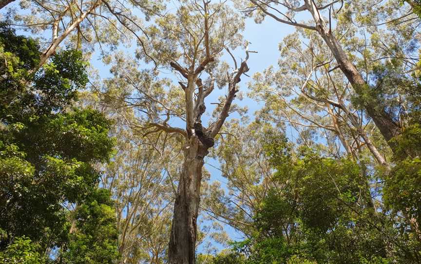 Middle Brother National Park, Middle Brother, NSW