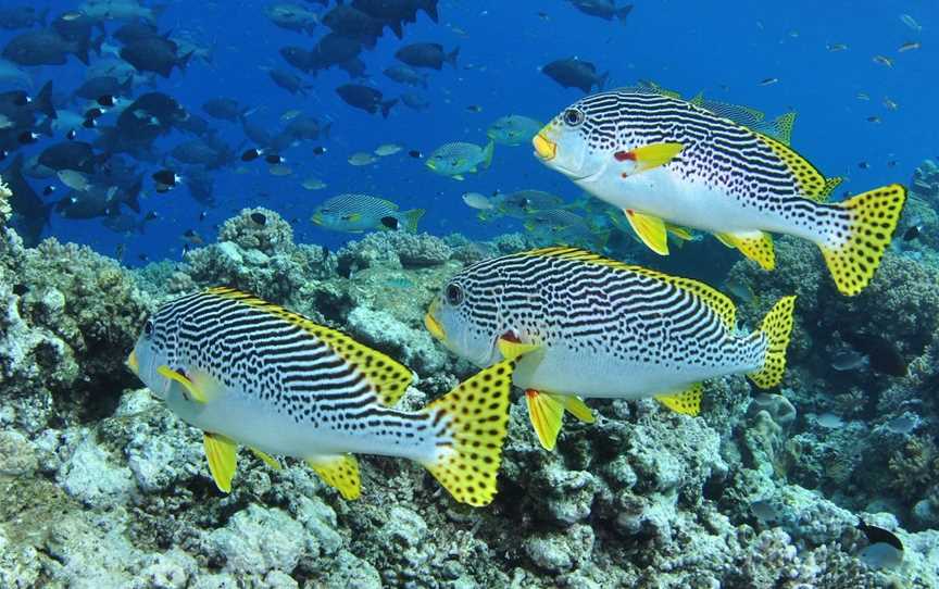 Three Sisters Dive Site, Cairns City, QLD