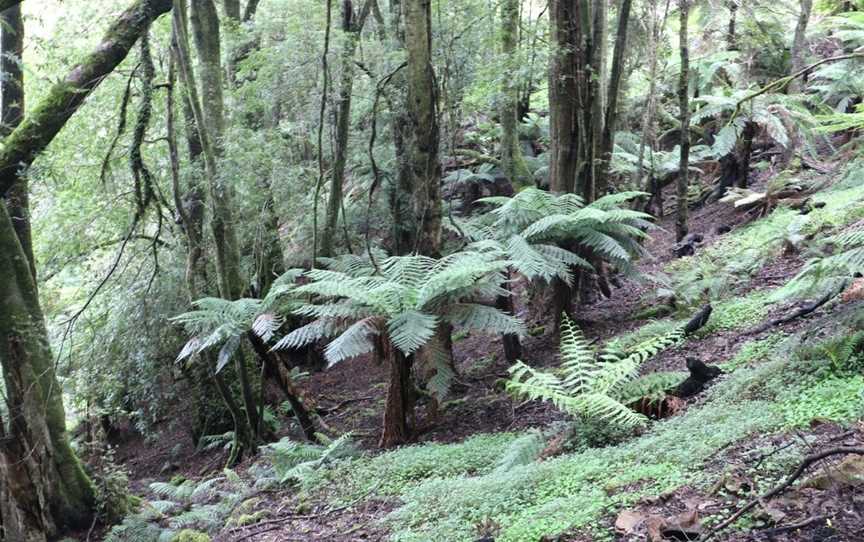 Monga National Park, Monga, NSW