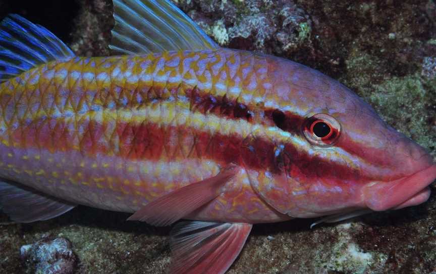 Roberts Shoal Dive Site, Moreton Island, QLD