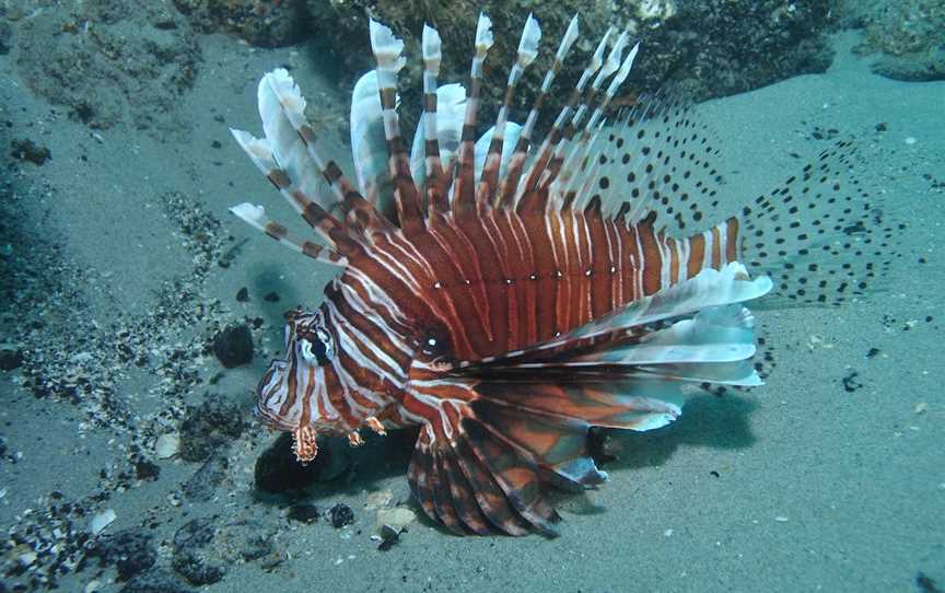 The Pines Dive Site, Moreton Island, QLD