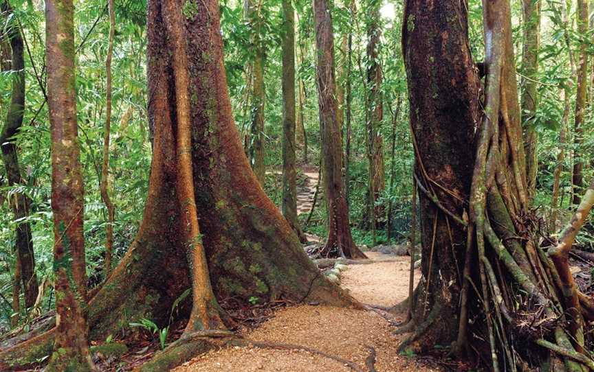 Mossman Gorge, Daintree National Park, Mossman, QLD