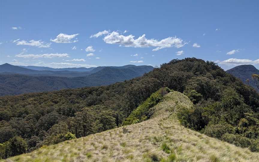 Mount Royal National Park, Mount Royal, NSW