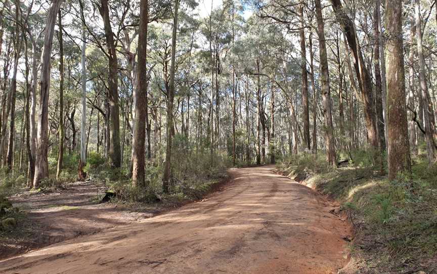 Mount Samaria State Park, Bridge Creek, VIC