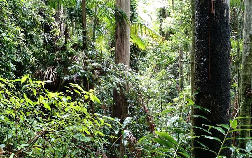 Wollumbin National Park, Mount Warning, NSW