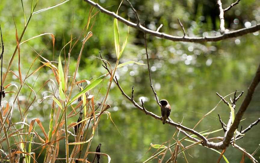 Tucki Tucki Nature Reserve, Tucki Tucki, NSW