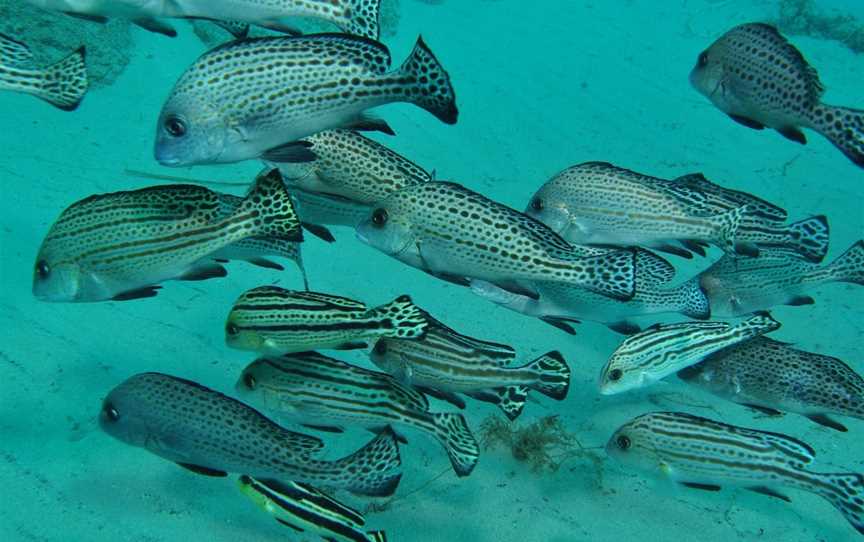 The Seaway Dive Site, Southport, QLD