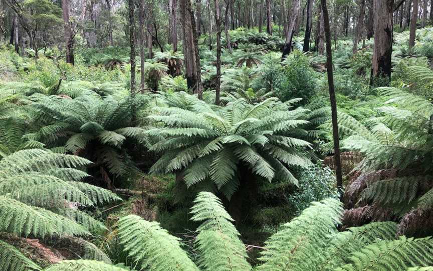 Corn Trail Walking Track, Buckenbowra, NSW