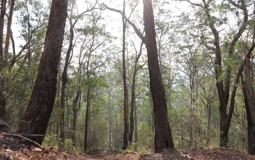 Nowendoc National Park, Nowendoc, NSW