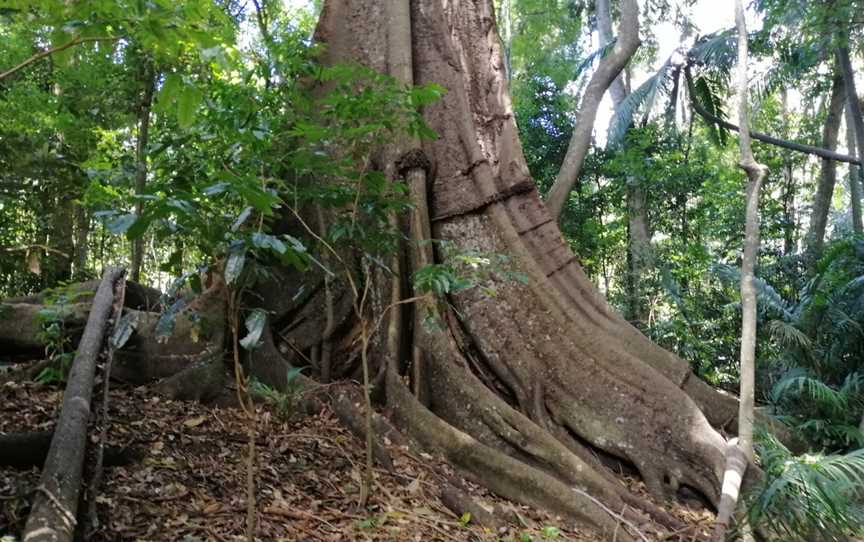 The Palms National Park, Cooyar, QLD