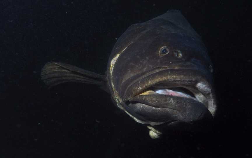 RMS Quetta, Punsand, QLD