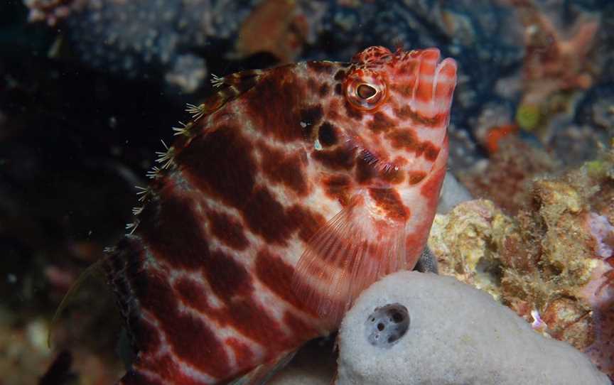 Nursery Reef, Rainbow Beach, QLD