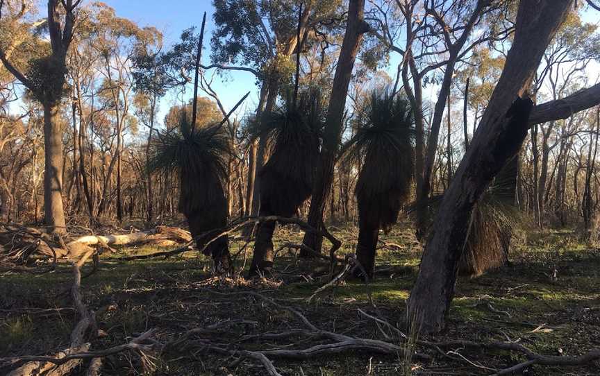 Pangerang Lookout Walk, Killawarra, VIC