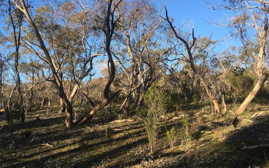 Pangerang Lookout Walk, Killawarra, VIC