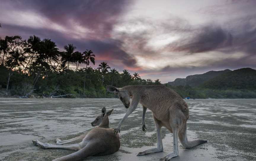 Wallabies on the Beach at Cape Hillsborough, Cape Hillsborough, QLD