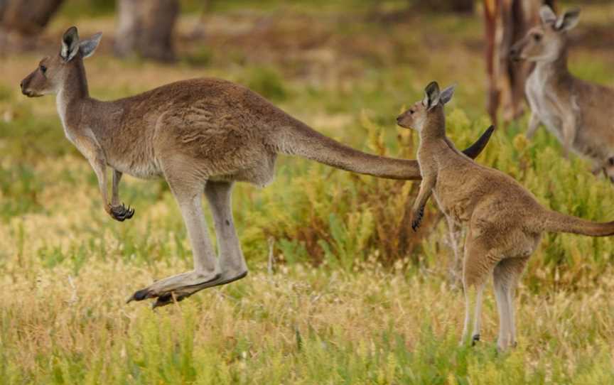 Onkaparinga River Recreation Park, Noarlunga Downs, SA