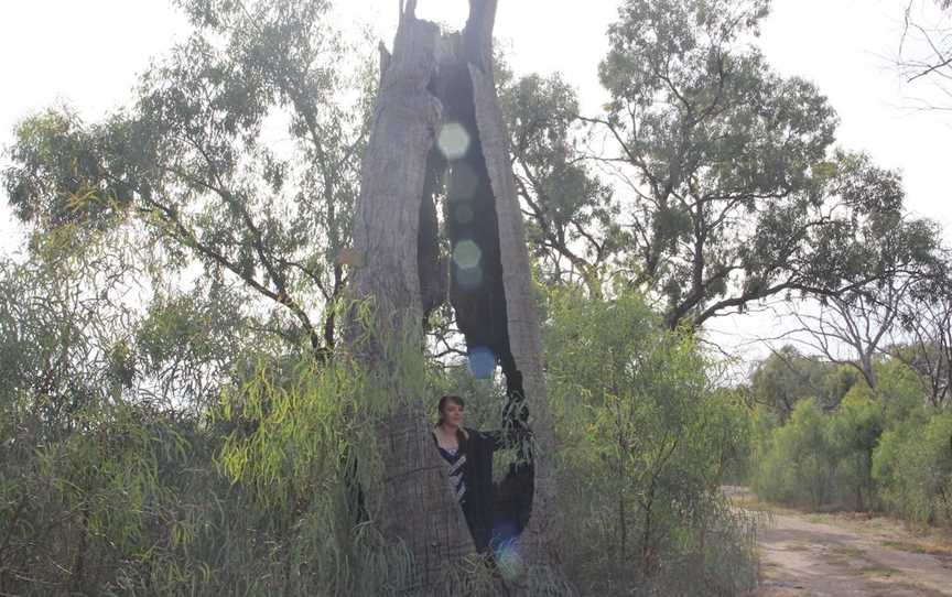 Martin Bend Wetland and Walking Trail, Berri, SA